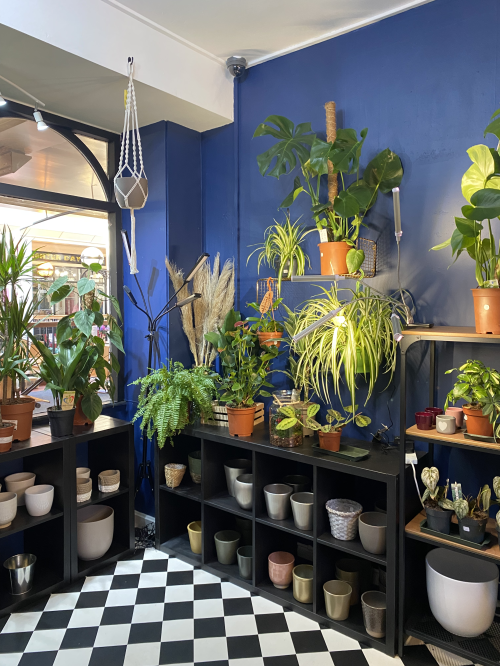 bamboo botanicals